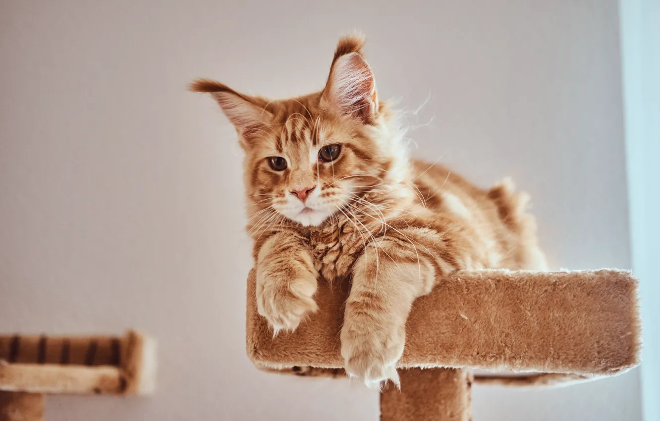 Photo wallpaper cat, cat, red, Maine Coon
