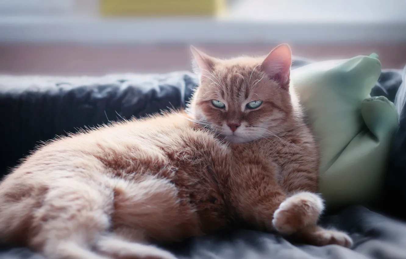 Photo wallpaper cat, cat, look, face, pose, red, lies, pillow