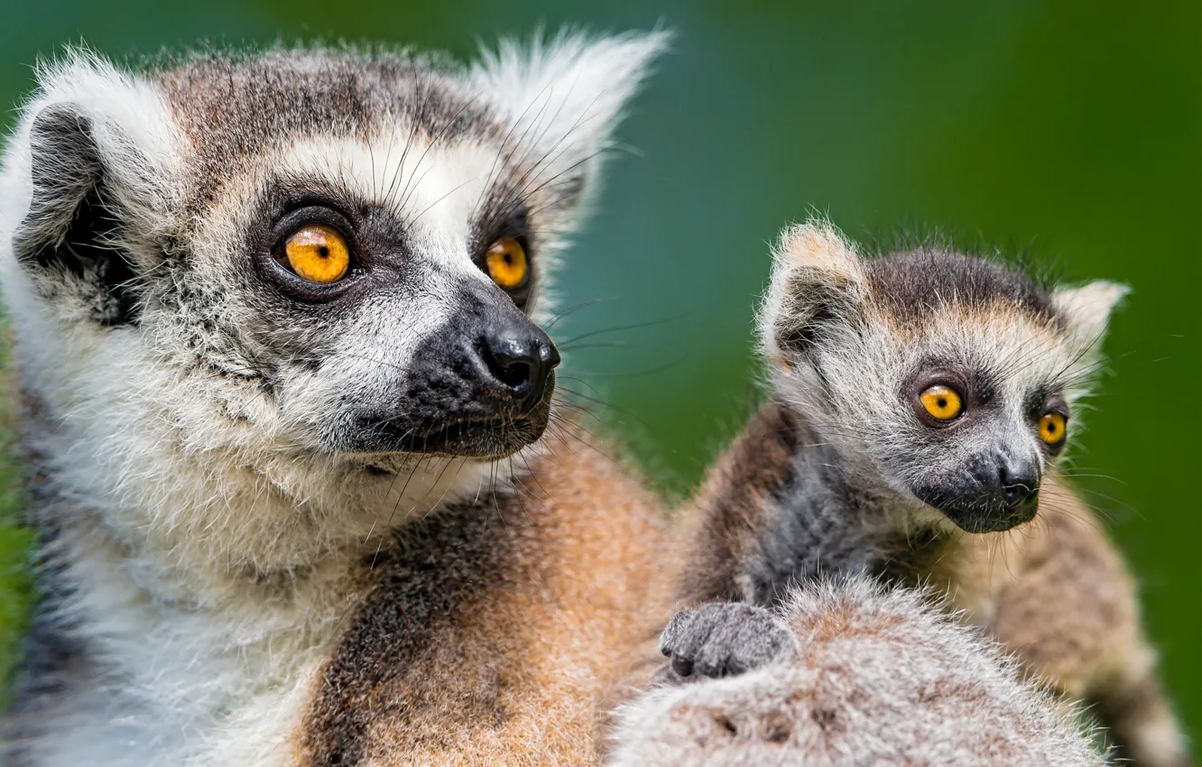 Photo wallpaper animals, lemurs, Wallpaper for desktop