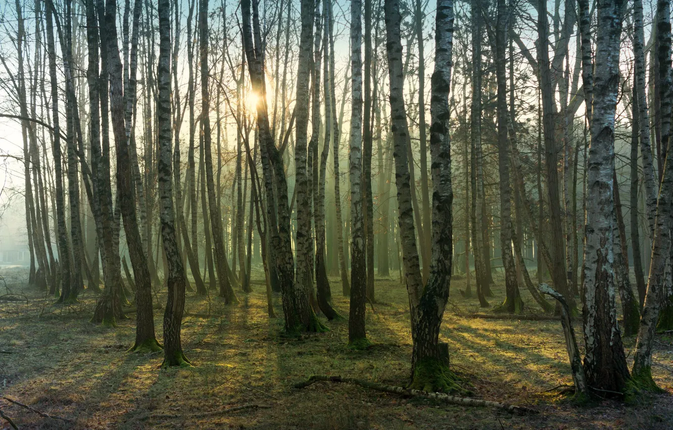 Photo wallpaper forest, the sun, light, branches, trunks, birch, grove, birch grove