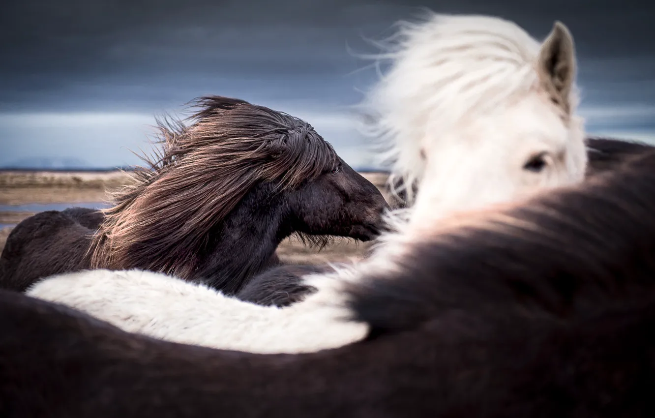 Photo wallpaper the sky, the wind, horse, Iceland