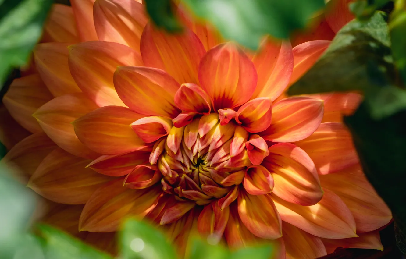 Photo wallpaper leaves, macro, flowers, orange, bokeh, dahlias