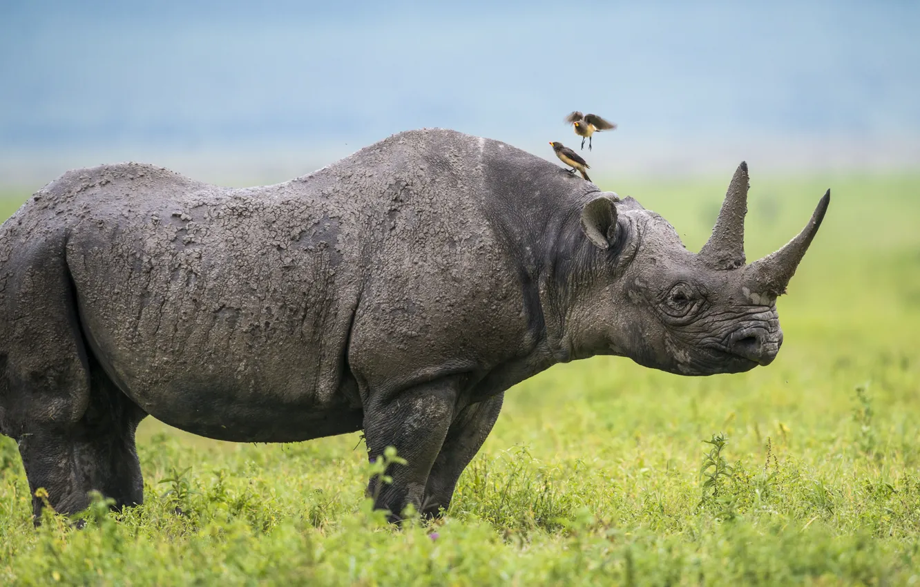 Photo wallpaper bird, Africa, Rhino