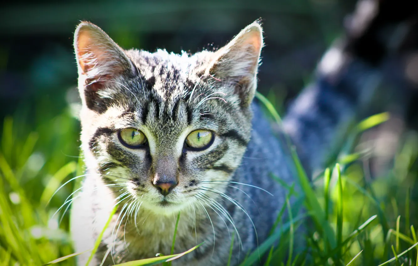 Photo wallpaper grass, eyes, cat, Wallpaper, photographer ann_ann