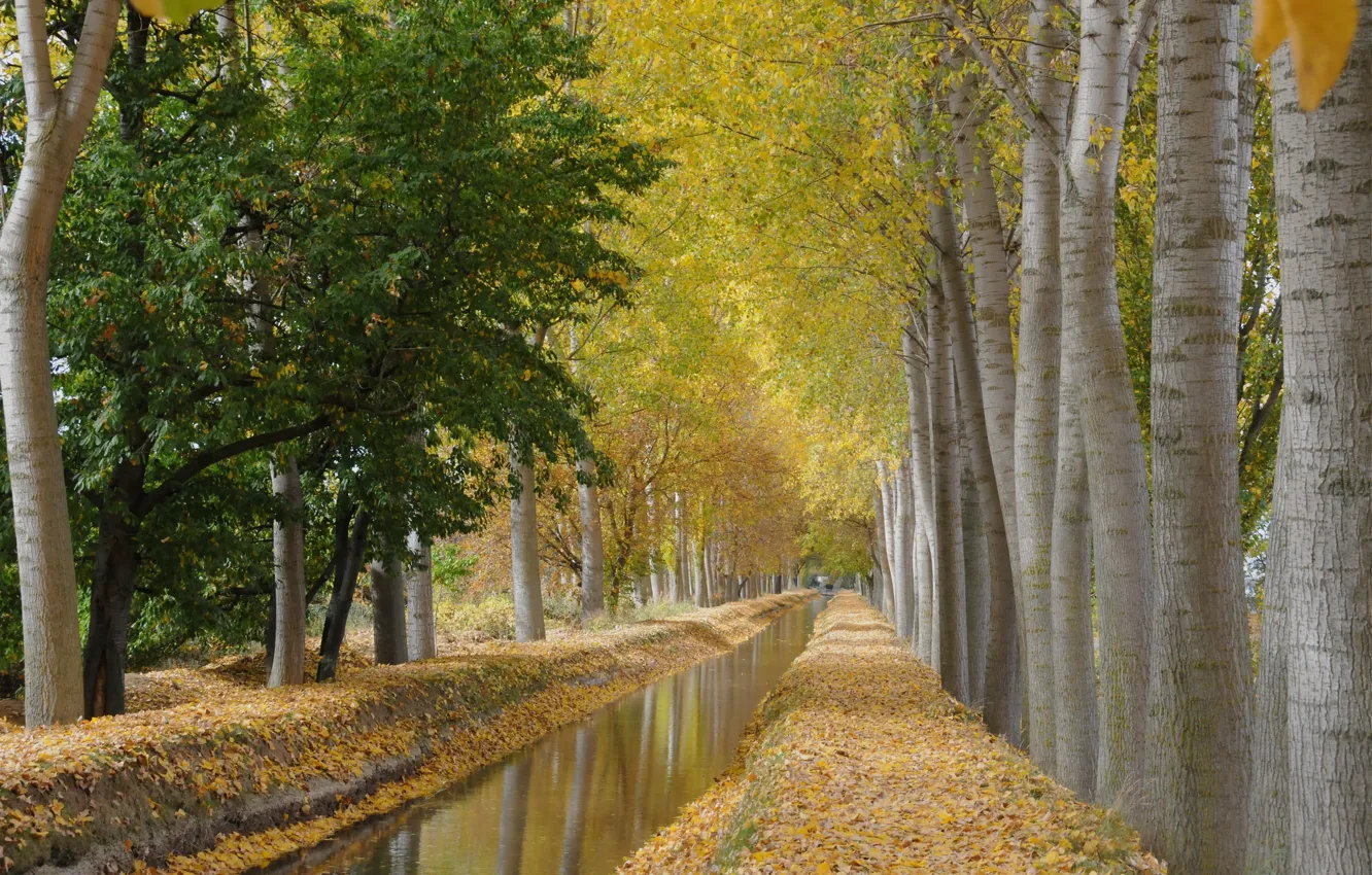 Photo wallpaper autumn, trees, channel, aspen