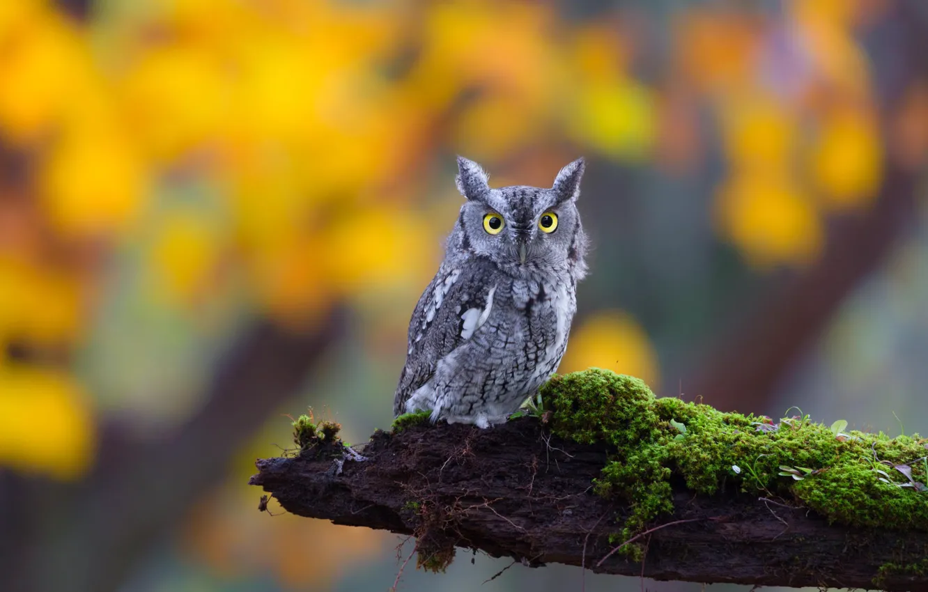 Photo wallpaper eyes, look, nature, owl, moss, log, eared, bird