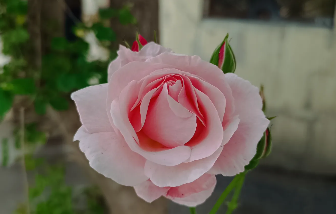 Photo wallpaper Rose, Rose, Pink rose