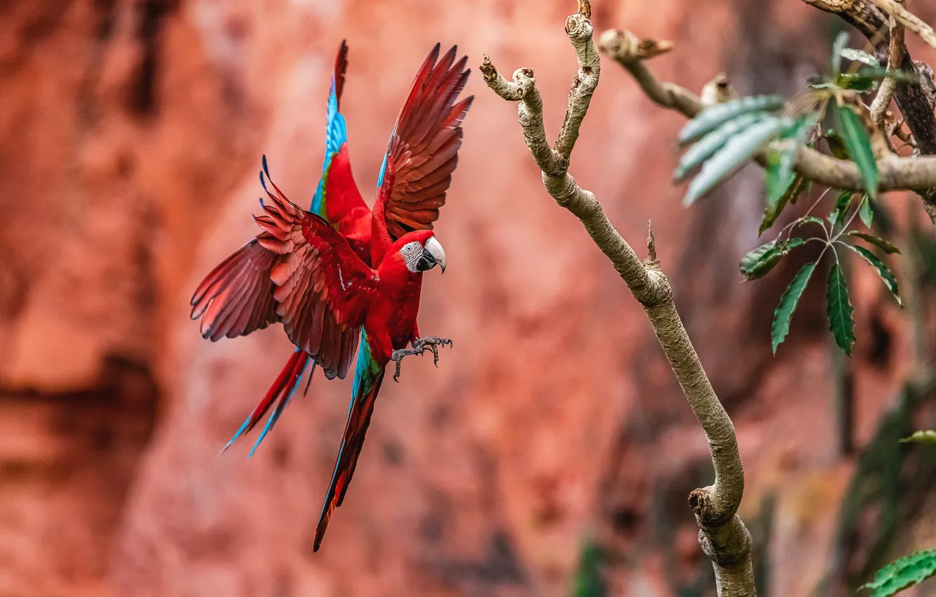 Photo wallpaper branches, red, nature, bird, parrot, pair, Ara, two parrots