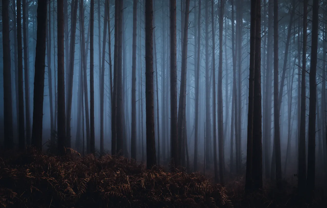 Photo wallpaper forest, trees, nature, fog