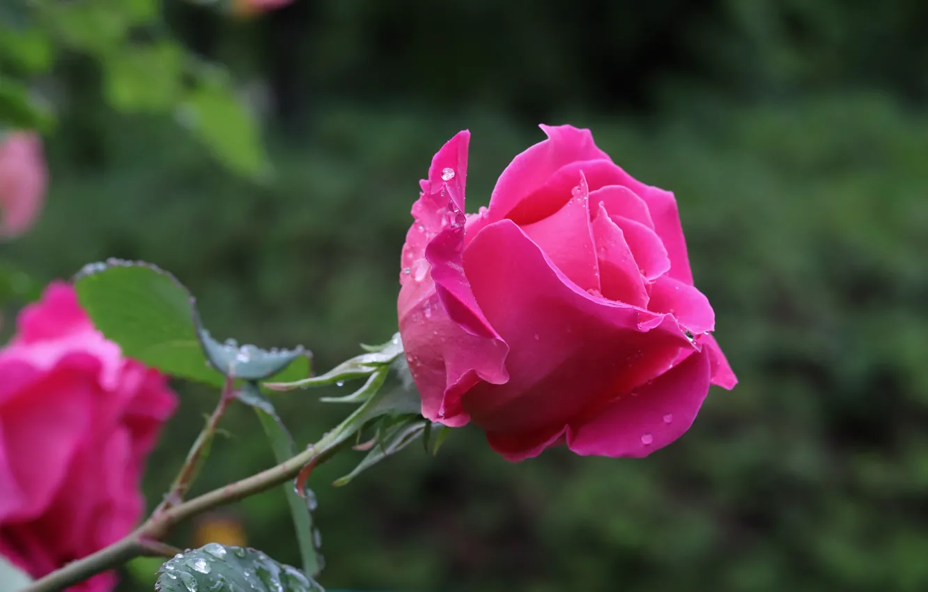 Photo wallpaper roses, bokeh, petals, flowering, drops