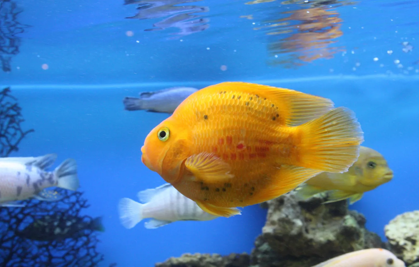 Photo wallpaper aquarium, Fish, parrot