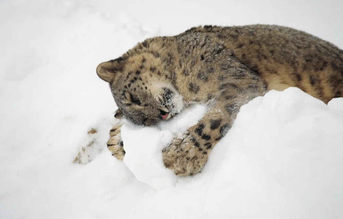 Photo wallpaper winter, cat, snow, hugs, IRBIS, snow leopard