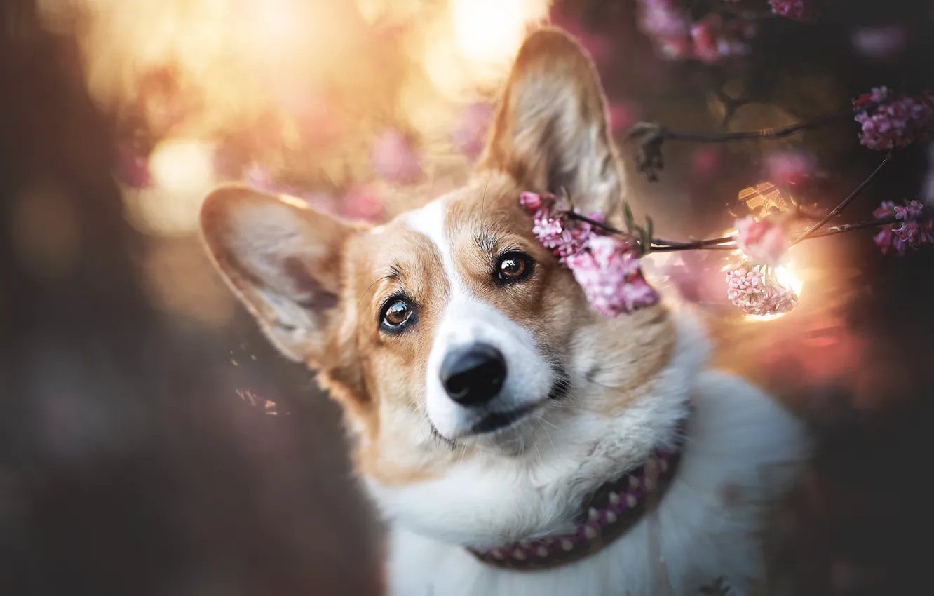 Photo wallpaper portrait, dog, Corgi