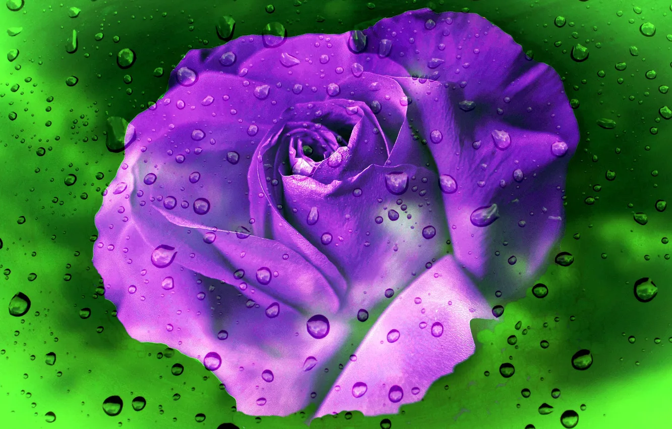 Photo wallpaper flower, glass, light, rain
