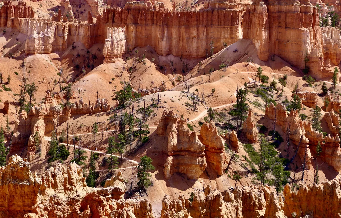 Photo wallpaper trees, cliffs, The Grand Canyon