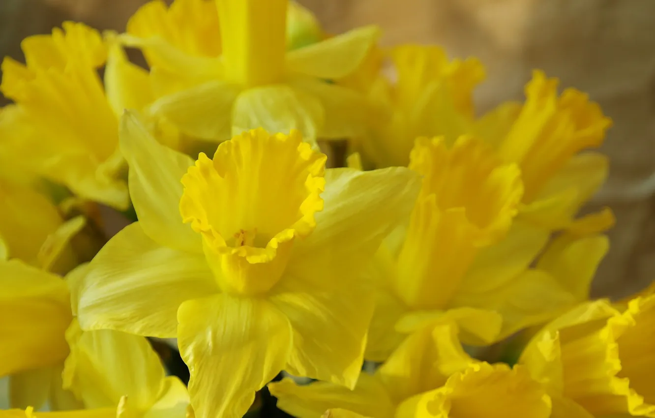 Photo wallpaper Flowers, Spring, Bouquet, Daffodils