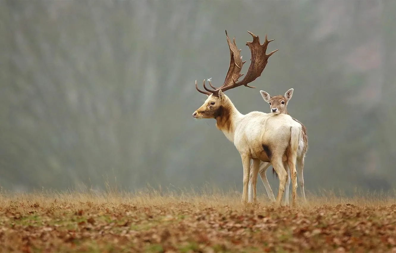 Photo wallpaper animals, deer, Fawns, animal themes, baby animals, white and brown moose