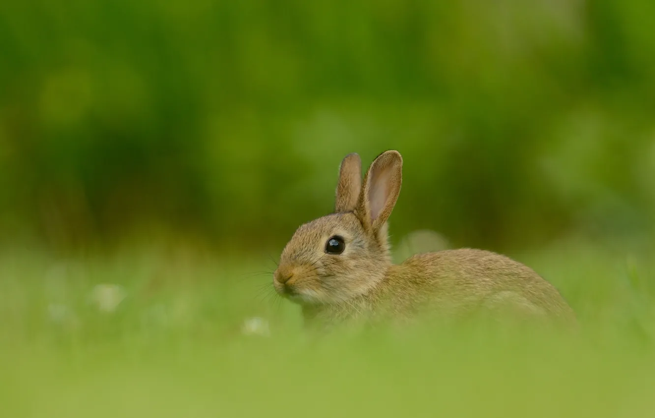 Photo wallpaper grass, look, nature, grey, glade, hare, rabbit, muzzle