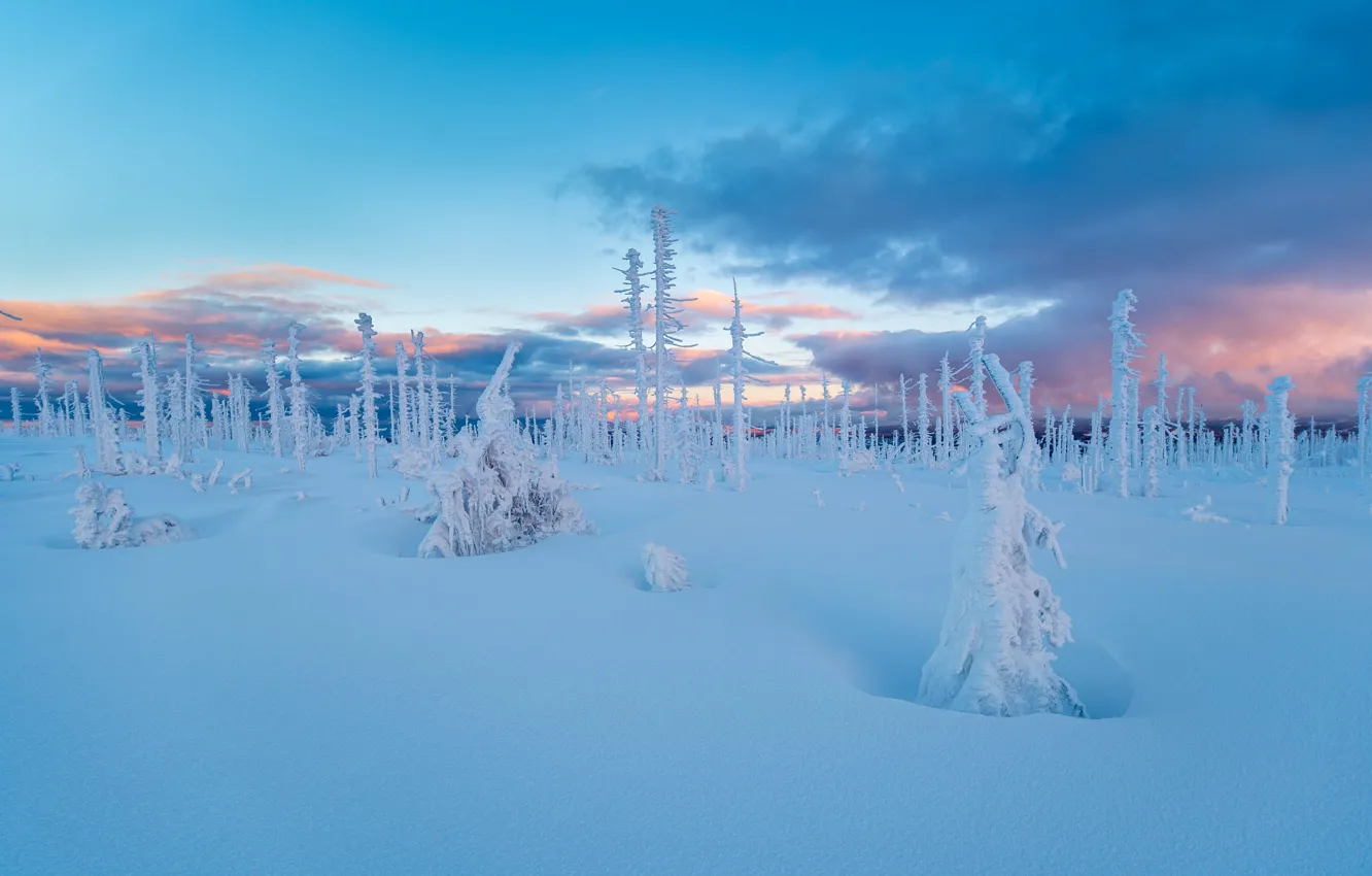 Photo wallpaper winter, frost, field, forest, the sky, clouds, snow, blue