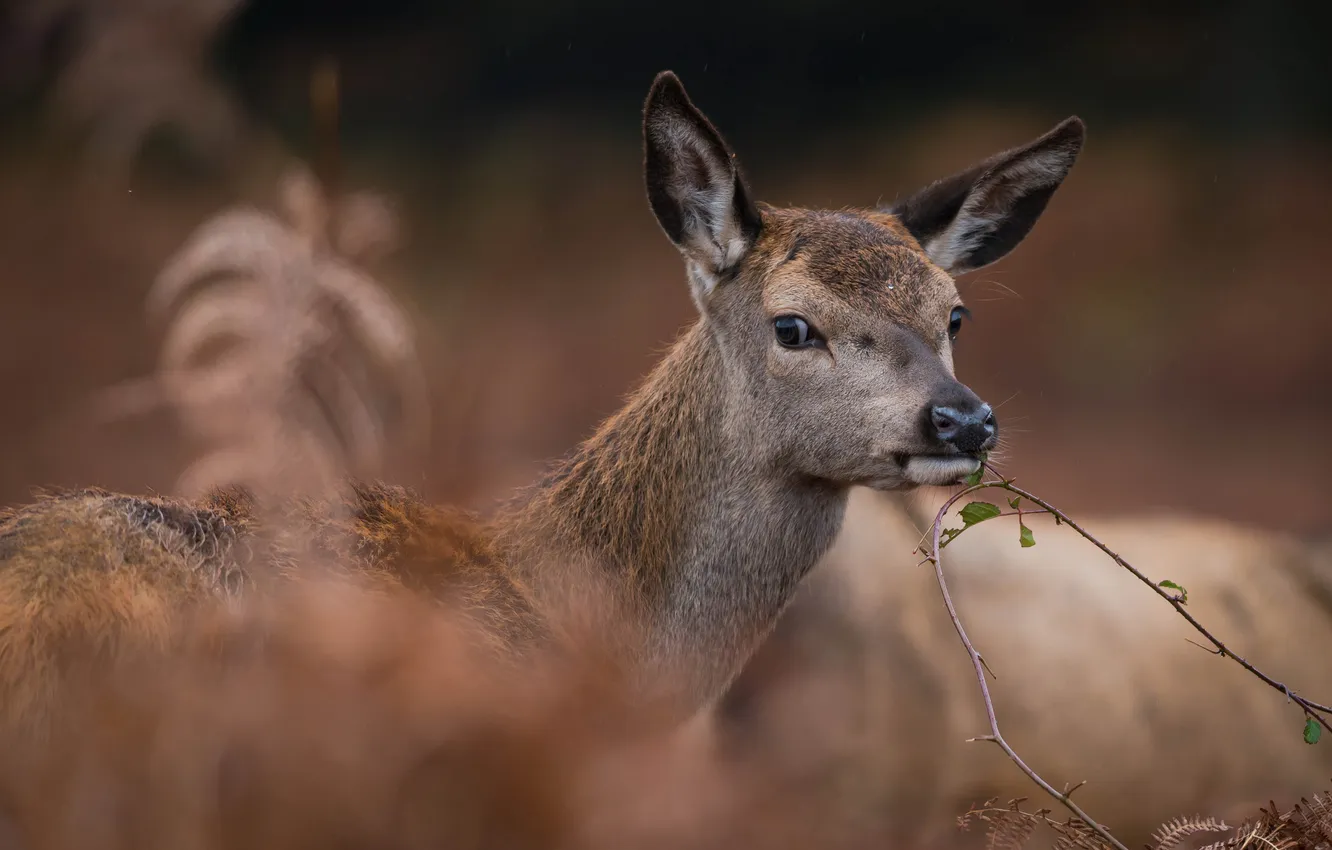 Photo wallpaper leaves, branches, ate, DOE