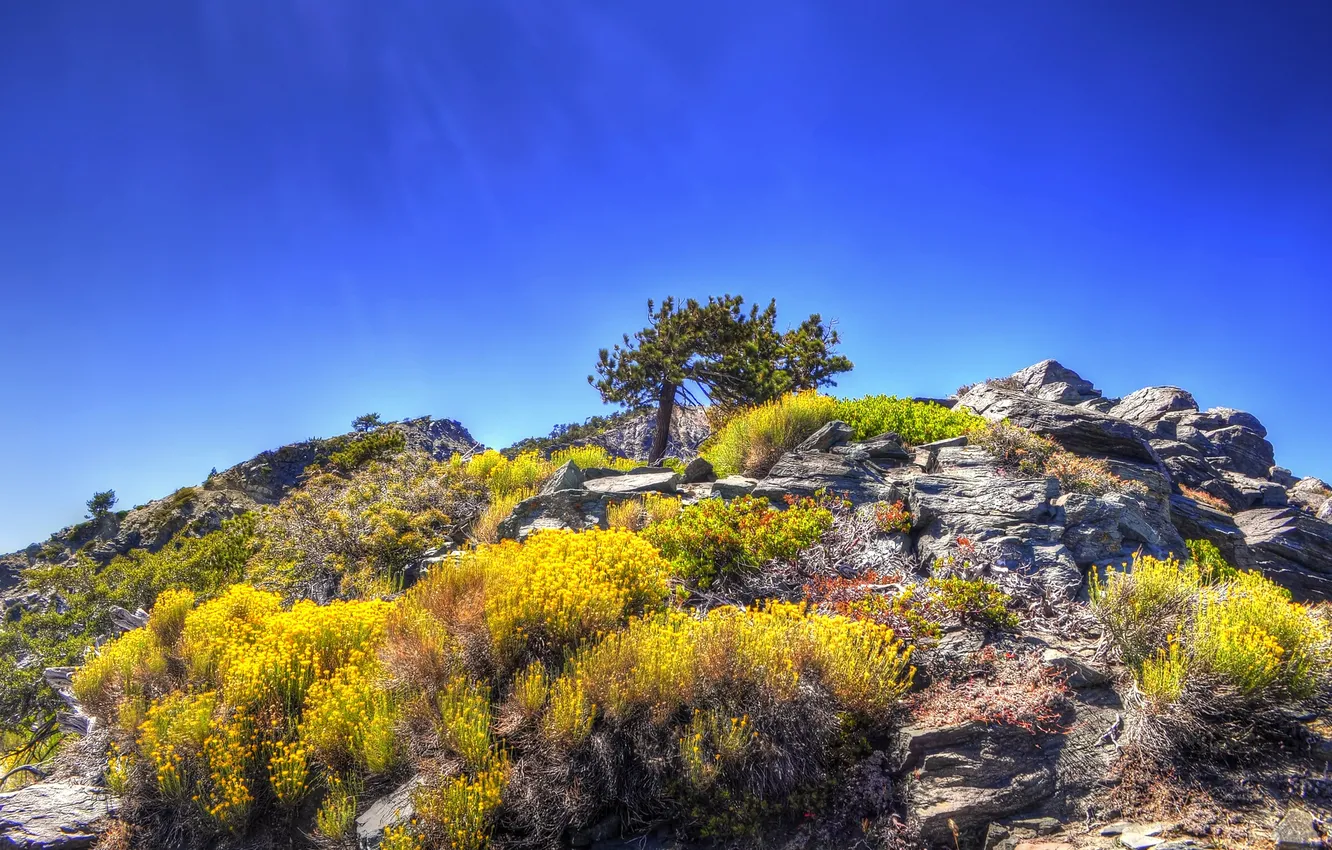 Photo wallpaper the sky, trees, mountains, stones, rocks, the bushes