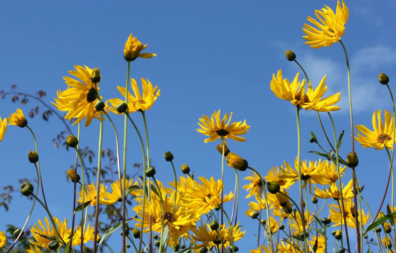 Photo wallpaper the sky, nature, petals, stem