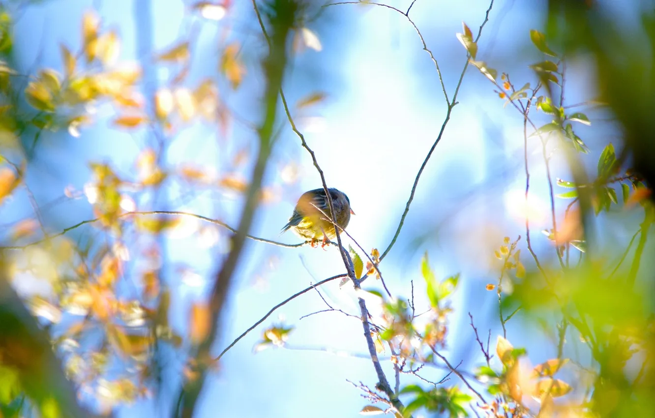 Photo wallpaper leaves, branches, nature, bird, Wallpaper