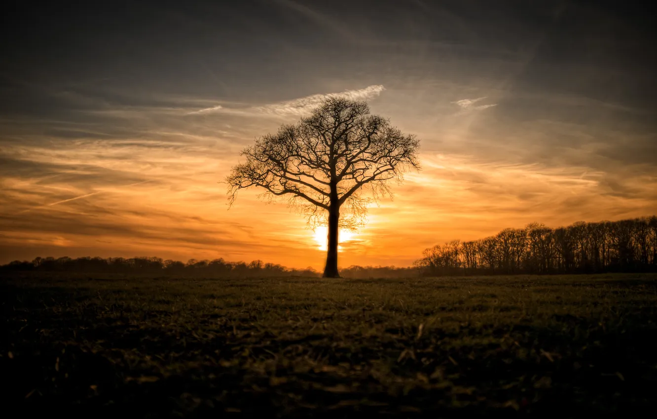 Photo wallpaper field, trees, nature, morning