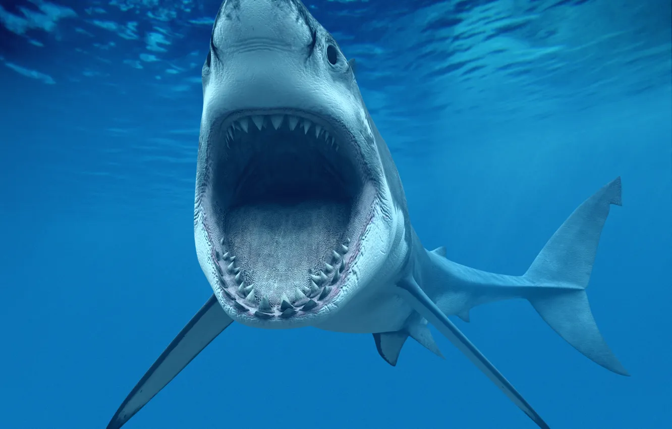 Photo wallpaper jaw, teeth, mouth, White shark, Great White Shark), or carcharodon (Carcharodon carcharias