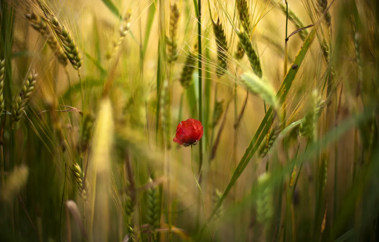 Photo wallpaper field, flowers, red, one, Mac, Maki, spikelets