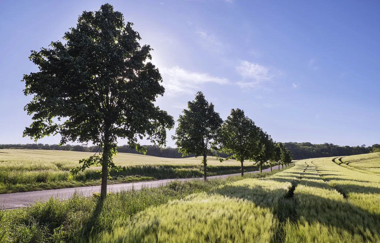 Photo wallpaper road, summer, trees