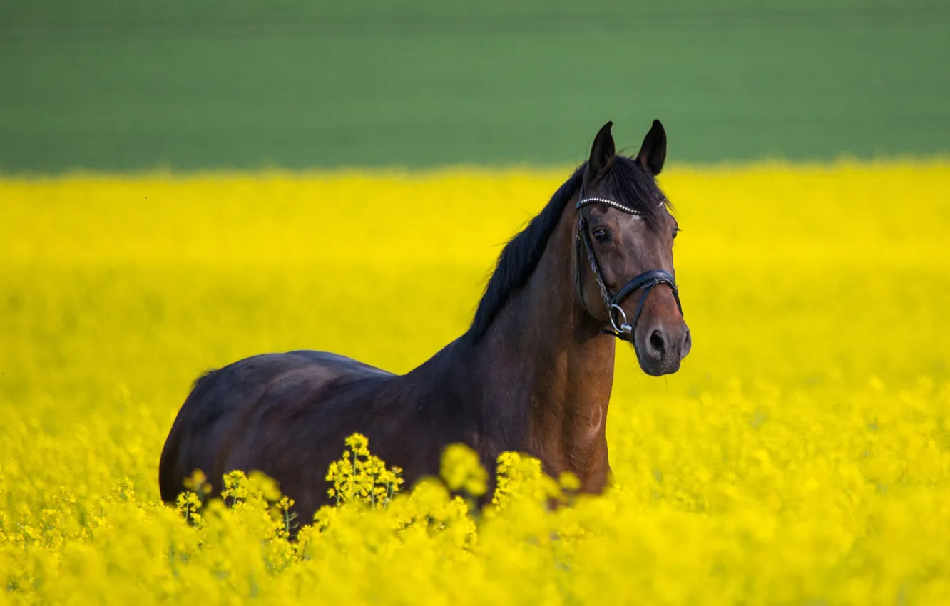 Photo wallpaper field, summer, flowers, yellow, horse, horse, walk, brown