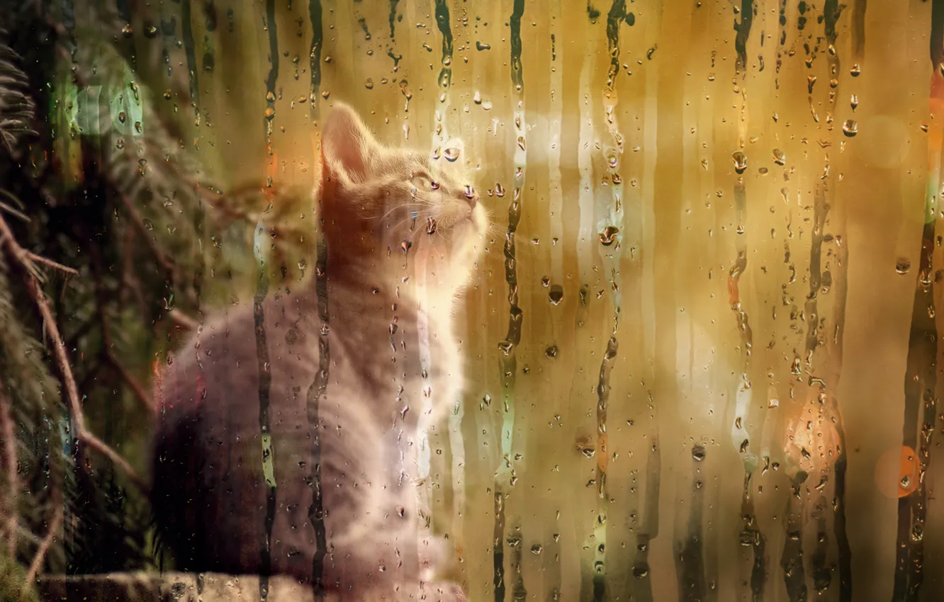 Photo wallpaper kitty, tree, curiosity, misted glass
