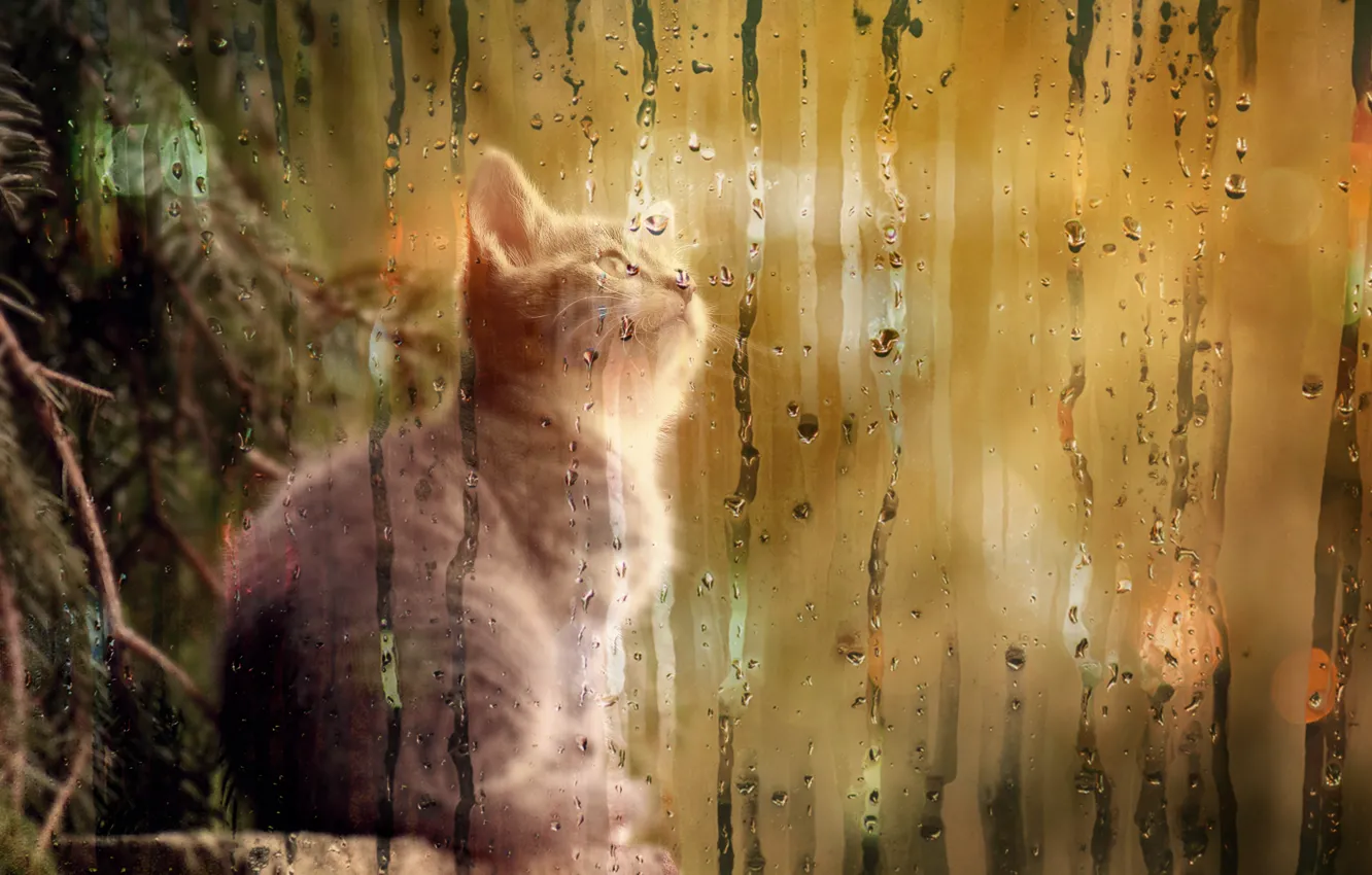Photo wallpaper tree, kitty, curiosity, misted glass
