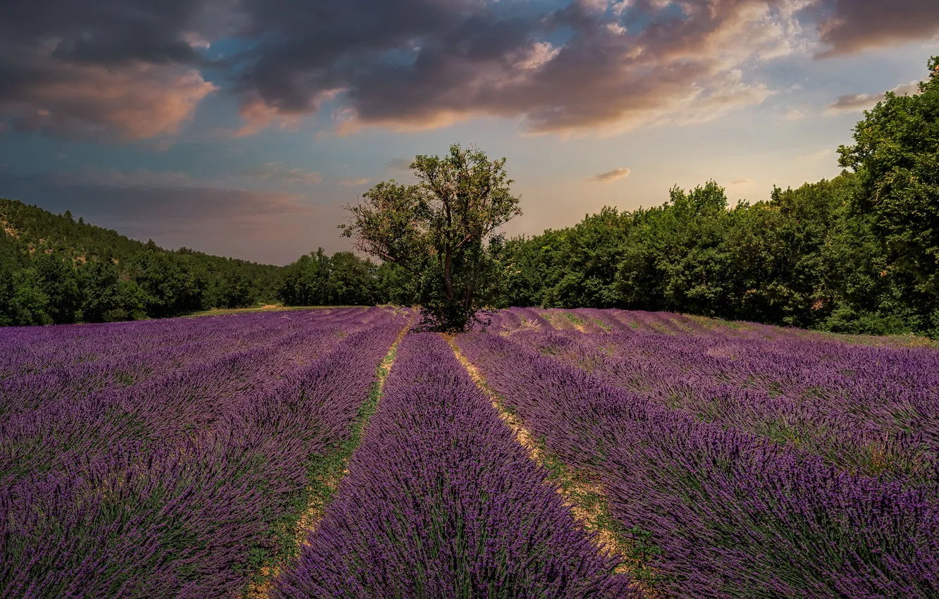 Photo wallpaper field, forest, clouds, light, trees, flowers, the evening, a number