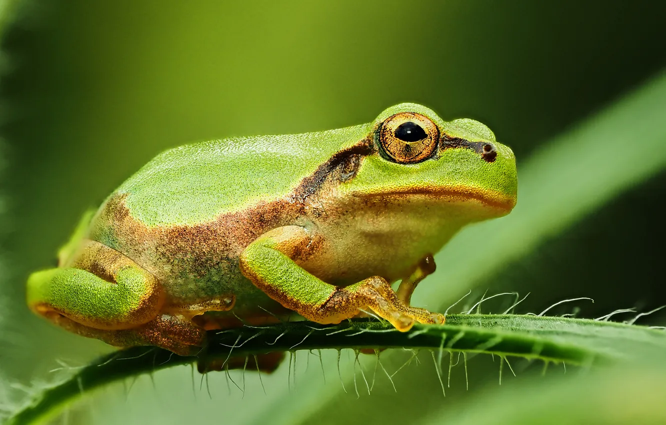 Photo wallpaper green, leaf, frog, green background
