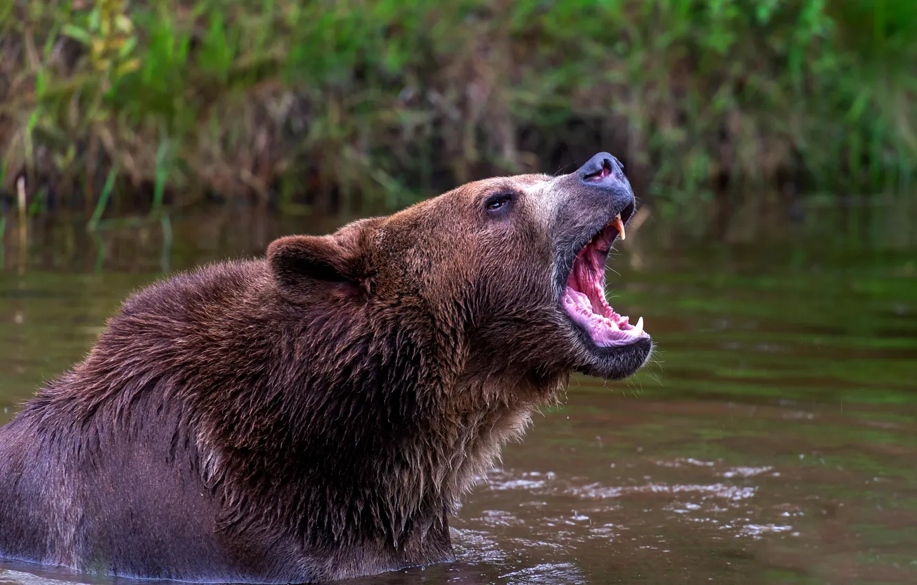 Photo wallpaper bear, bathing, mouth, pond