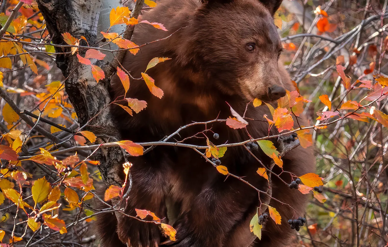 Photo wallpaper autumn, branches, berries, tree, bear, on the tree