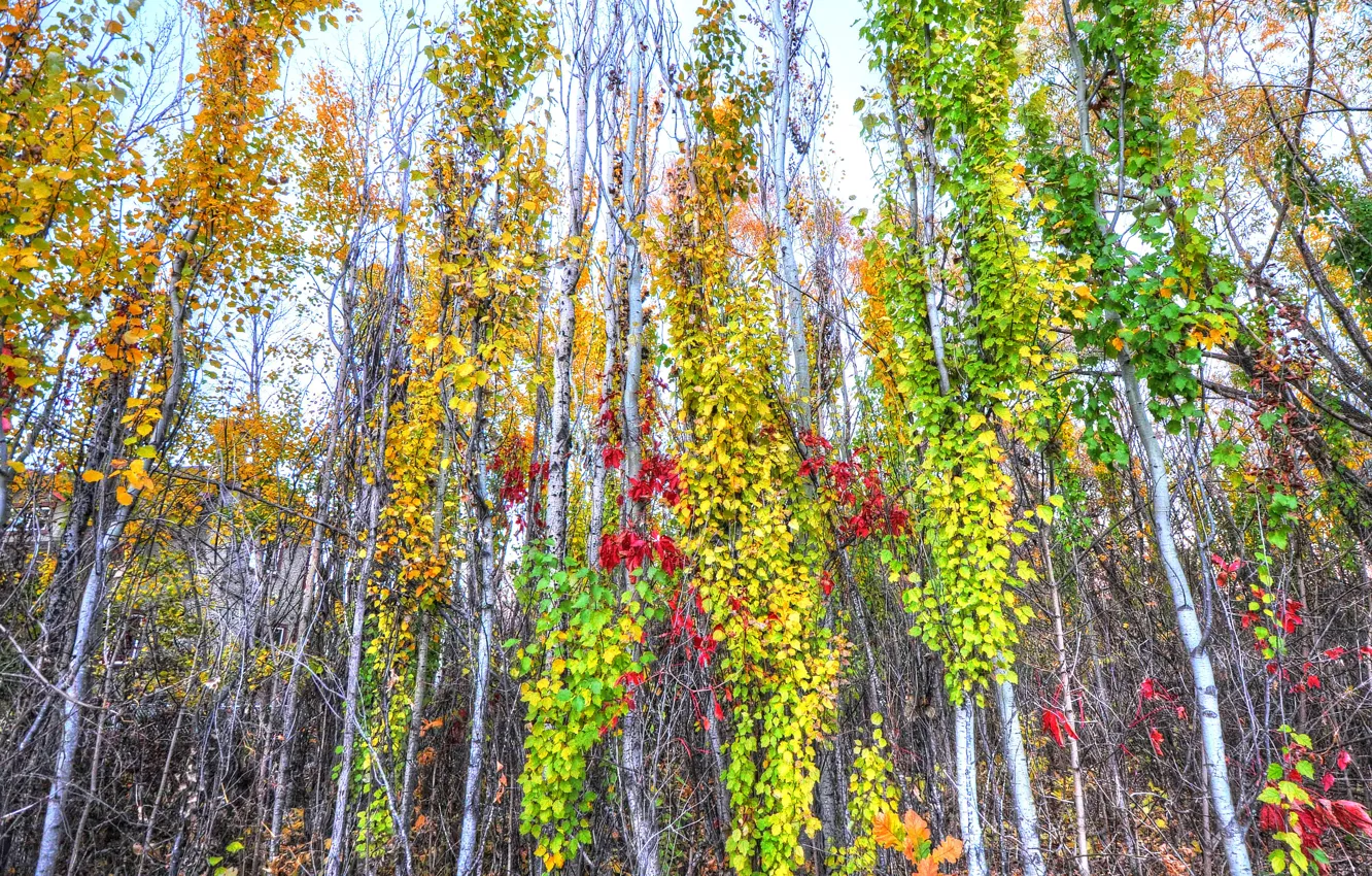 Photo wallpaper autumn, forest, leaves, trees, color, trunk, grove