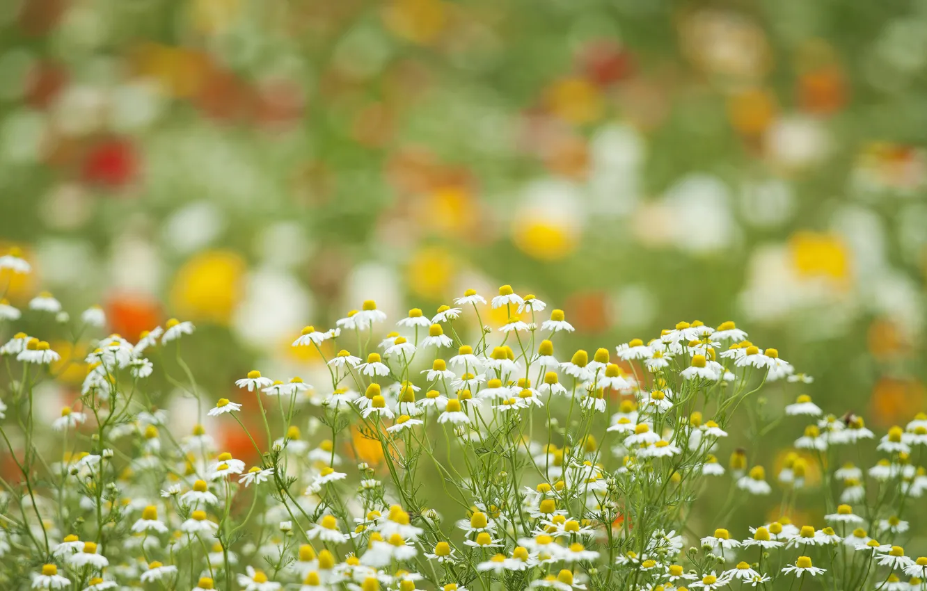 Photo wallpaper field, flowers, chamomile, meadow