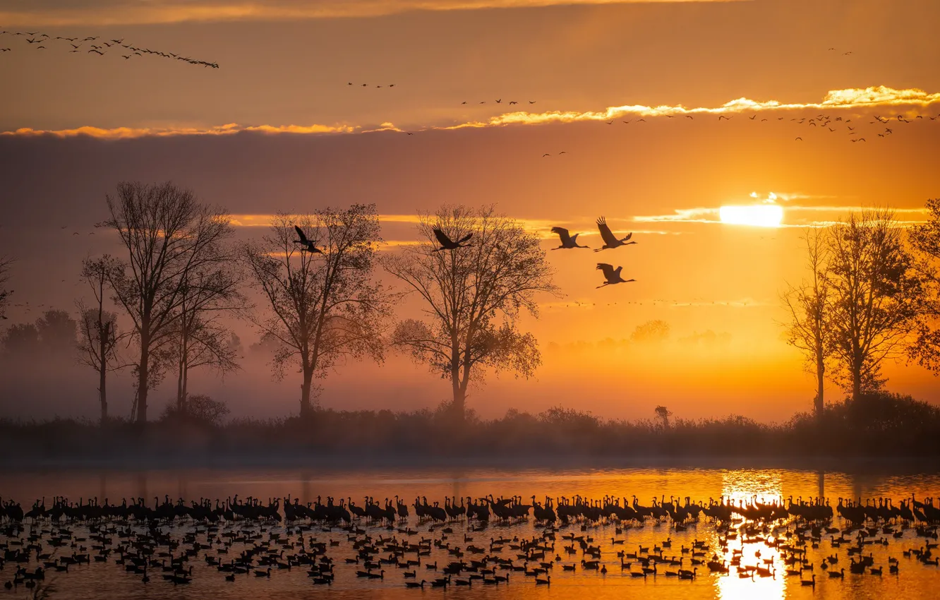 Photo wallpaper the sun, clouds, light, trees, flight, landscape, sunset, nature