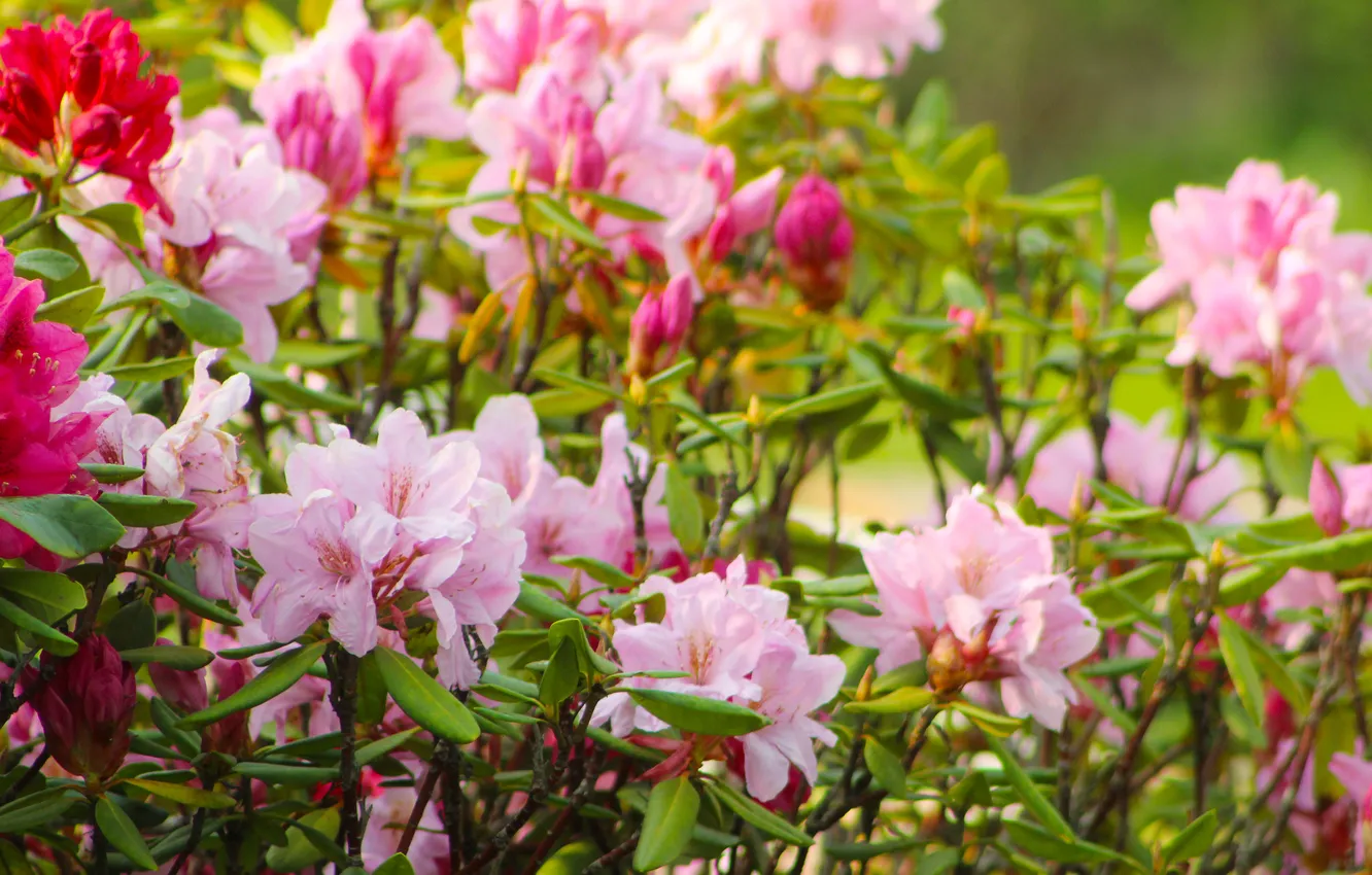 Photo wallpaper Flowering, shrub, Rhododendron