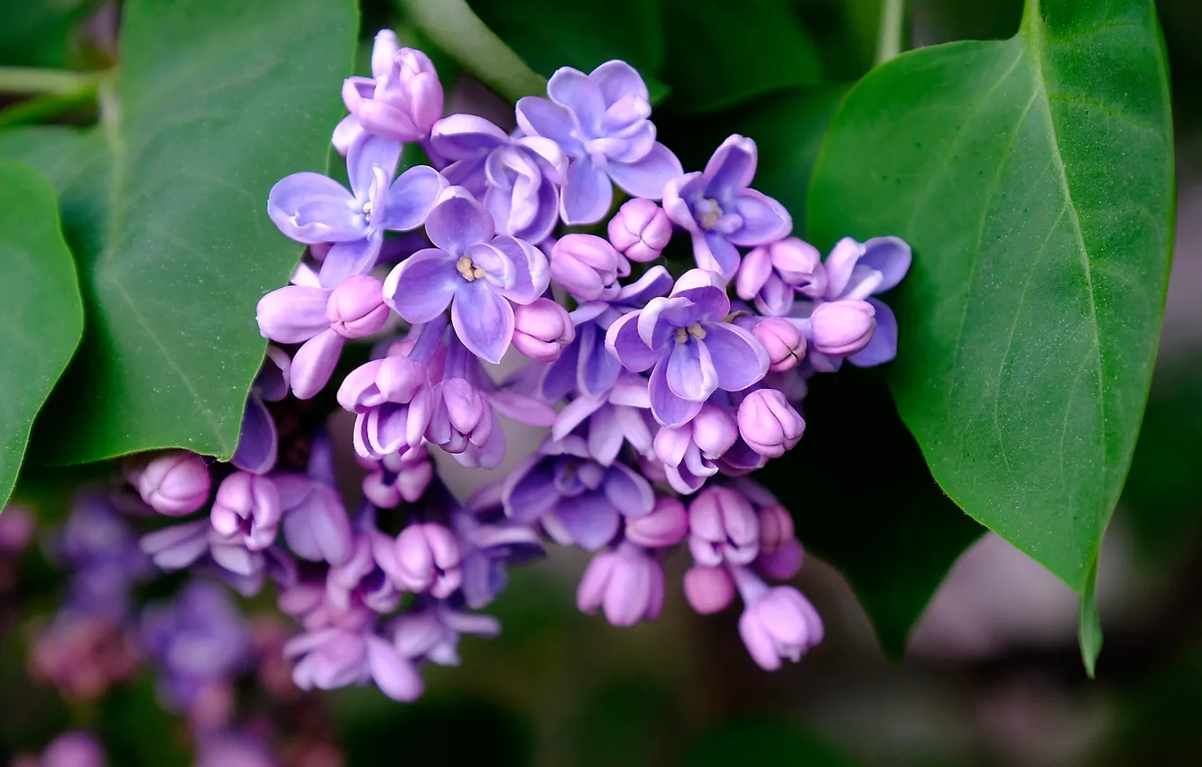 Photo wallpaper leaves, macro, bunch, lilac