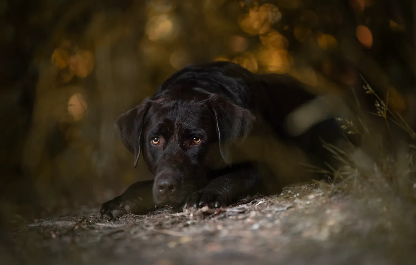 Photo wallpaper sadness, grass, look, face, nature, black, dog, lies