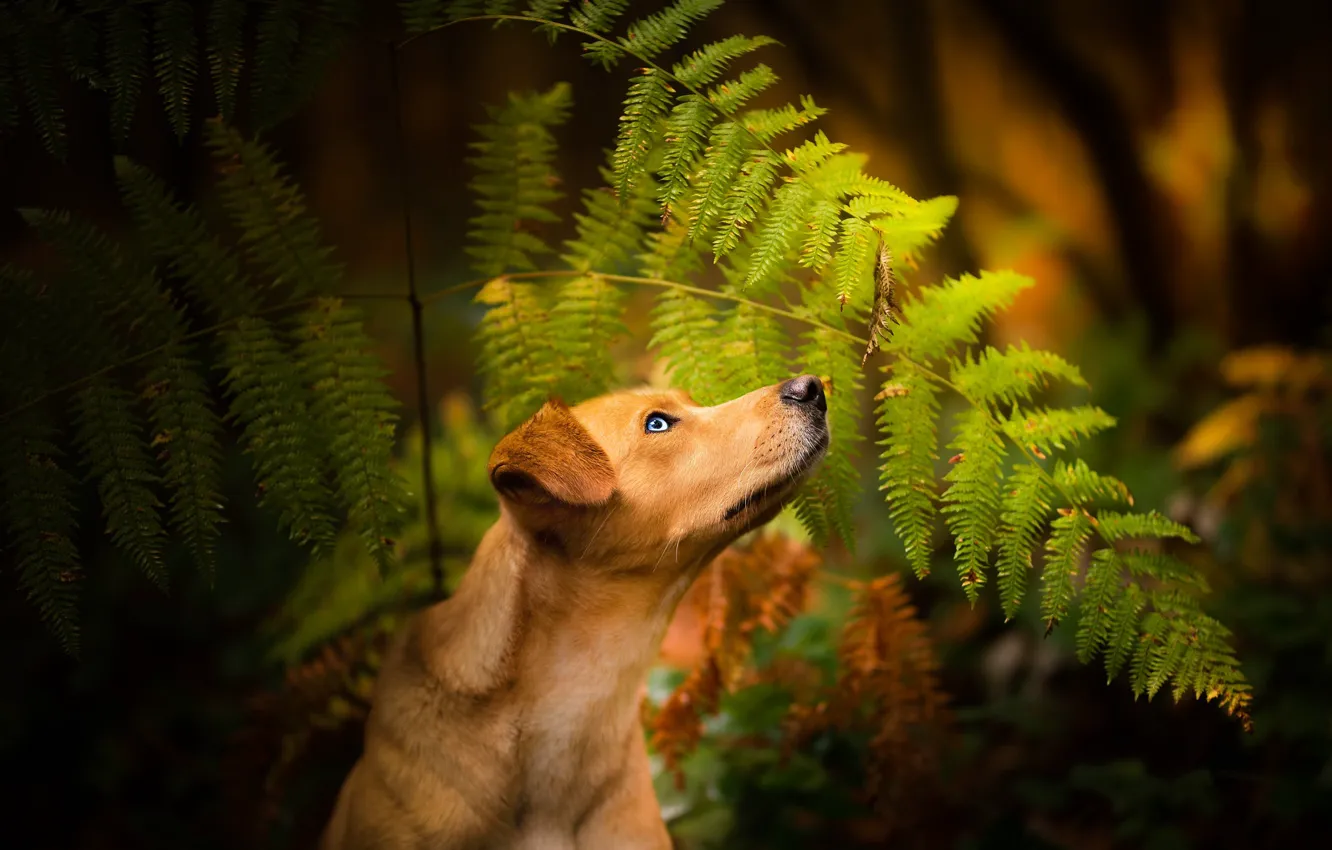 Photo wallpaper forest, dog, fern