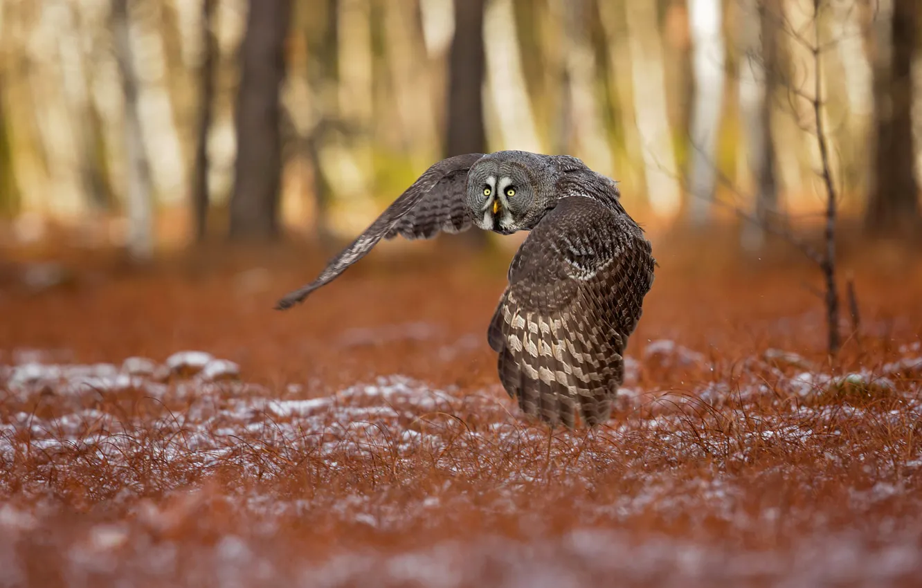 Photo wallpaper autumn, forest, grass, snow, trees, flight, owl, bird