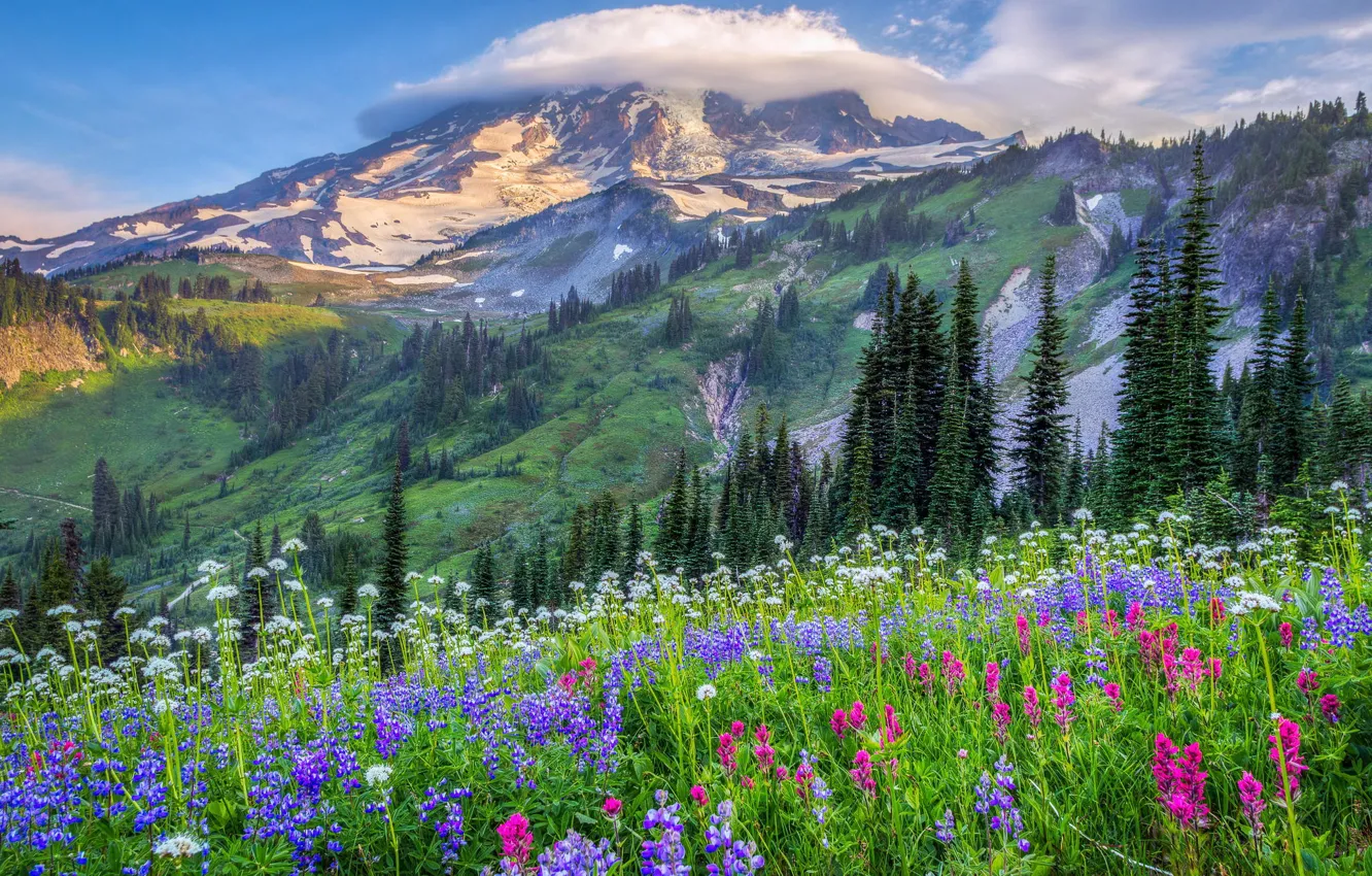 Photo wallpaper clouds, trees, flowers, mountains, nature, hills, glade, USA