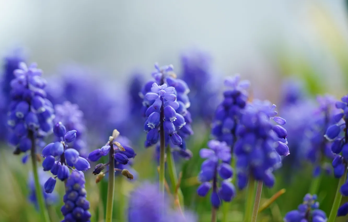 Photo wallpaper flowers, glade, spring, bokeh, Muscari