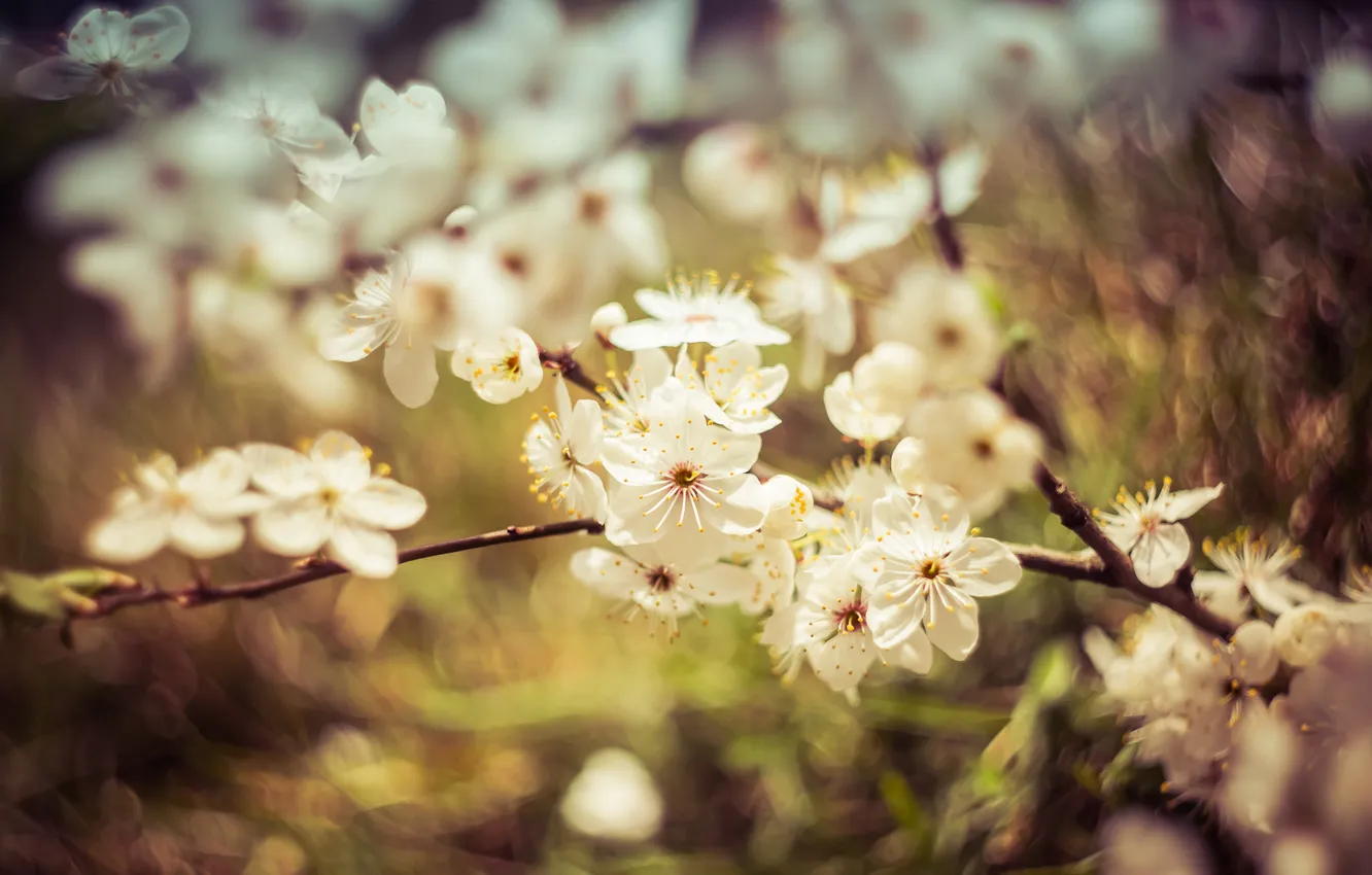 Photo wallpaper flowers, branches, nature, cherry, blur, spring, garden, white