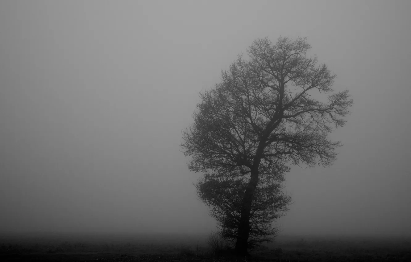 Photo wallpaper fog, tree, black and white, monochrome